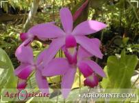 : Cattleya violacea